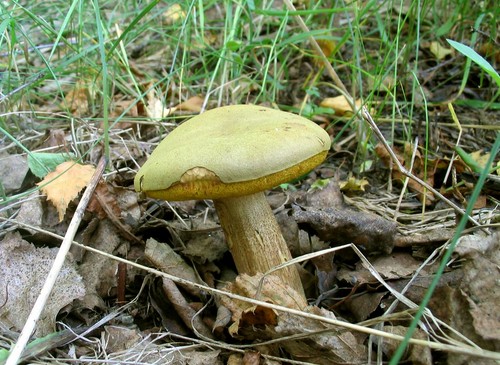 Sienien sieni: kuvaukset ja varotoimet "hiljaisen metsästyksen" aikana