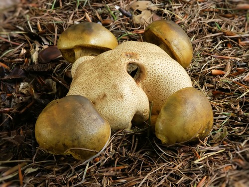 Sienien sieni: kuvaukset ja varotoimet "hiljaisen metsästyksen" aikana