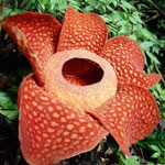 Epätavalliset kukat - rafflesia