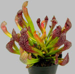 Epätavalliset kukat - sarracenia