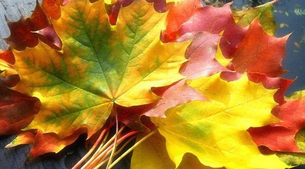 Scenario Autumn Ball koulussa lukio-opiskelijoille ja luokille 5-7. Stengazeta ja tanssi syksyllä