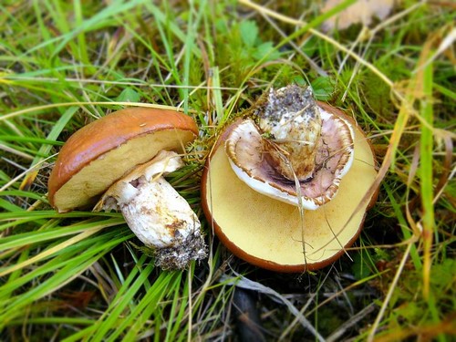 Syötävät sienet: luokitus ja varotoimet