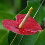Anthurium hoito kotona: mitä jos anthurium muuttuu keltaiseksi?