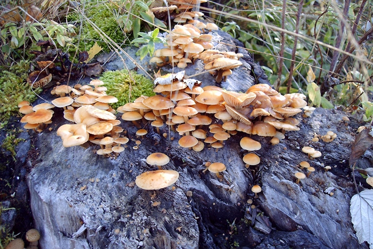 Myrkyllisiä sieniä: vääriä hunaja-agaroita, valokuva