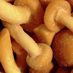 Jäädytetty hunaja agarics talvella