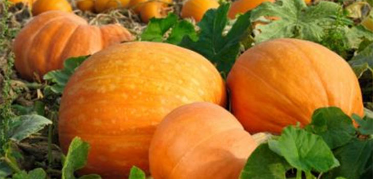 Pumpkin Astiat monivariateissa