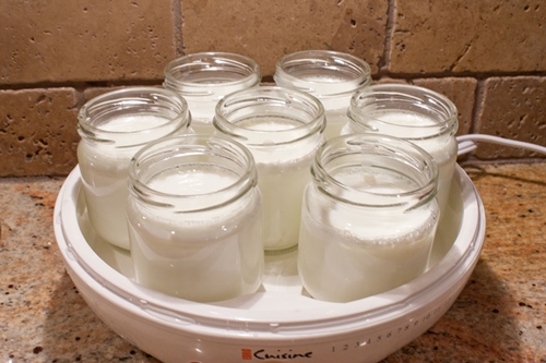 kotitekoista jogurttia yogurtnitsa
