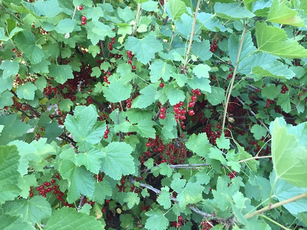 Punaviinihappo - reseptit talvella