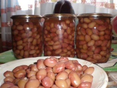 Pavut talvella