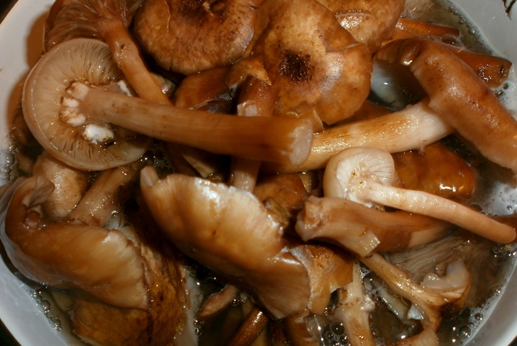 Kuinka säilyttää hunajan agarics talvella - valokuva Preservation Prescription
