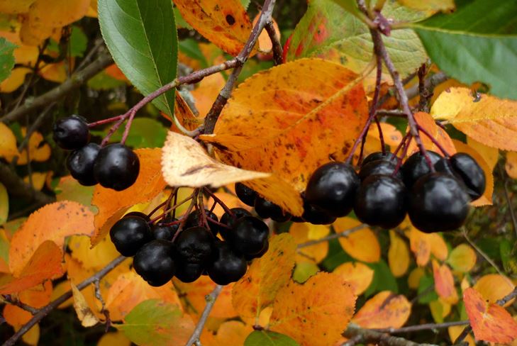 Hyödyllisiä aihioita talvella: siirappia chokeberry ashberry
