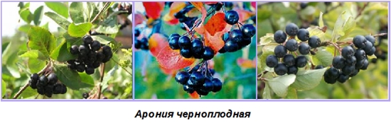 Hyödyllisiä aihioita talvella: siirappia chokeberry ashberry