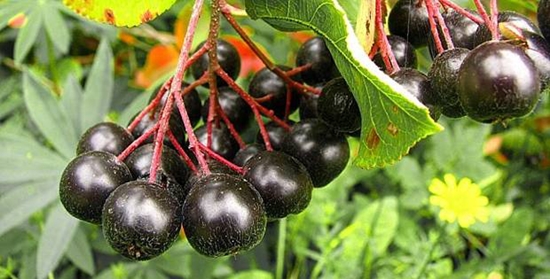 Hyödyllisiä aihioita talvella: siirappia chokeberry ashberry