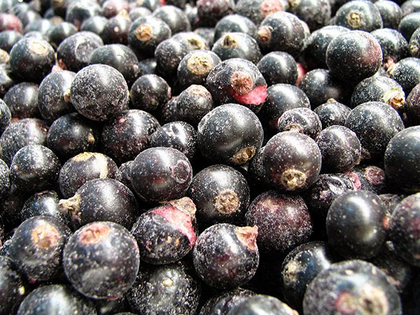 Sokerin sokeria talvella ilman kypsentämistä, Pyatiminutka, jäädytetty. Currant-resepti, raastettu sokerilla talvella (ilman jääkaapelia)
