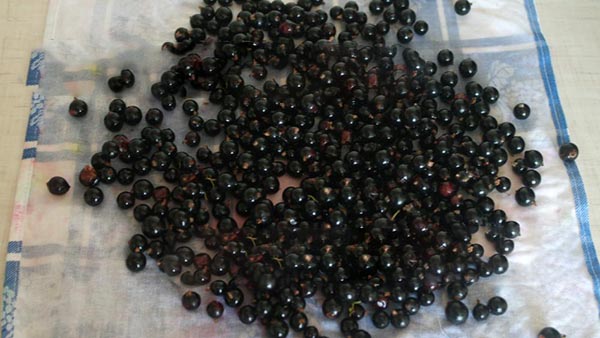 Sokerin sokeria talvella ilman kypsentämistä, Pyatiminutka, jäädytetty. Currant-resepti, raastettu sokerilla talvella (ilman jääkaapelia)