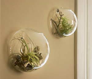 Florarium: sisustuksen alkuperäinen sisustus Florarium: sisustuksen alkuperäinen sisustus