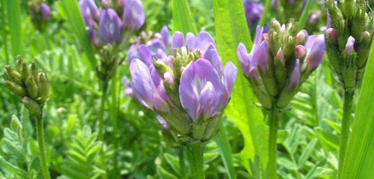 Astragalus: terapeuttiset ominaisuudet, valokuva, käyttö