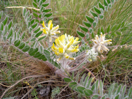Astragalus: terapeuttiset ominaisuudet, valokuva, käyttö