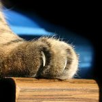 Cat raaputustauti