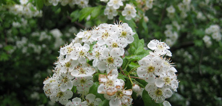 Hawthorn kukat: lääkkeiden ominaisuudet, soveltaminen kansanlääketieteessä