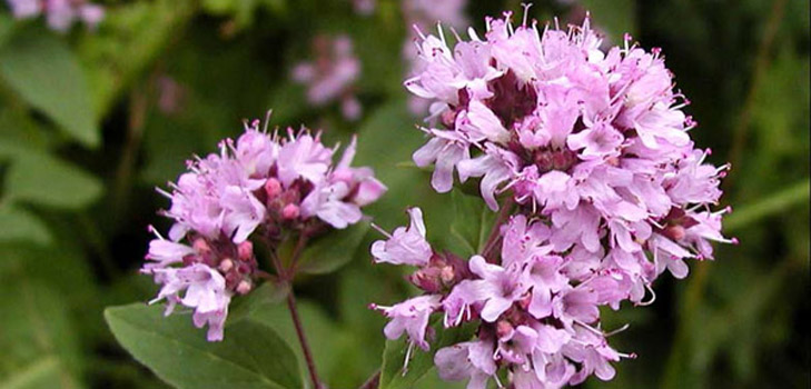 Oregano, sen lääkevalmisteet ja käyttö