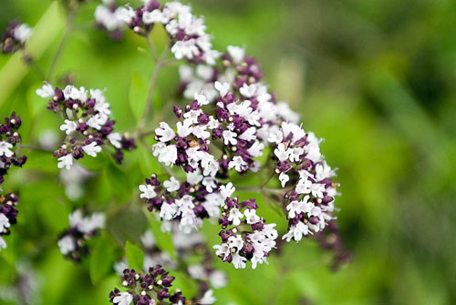 Oregano, sen lääkevalmisteet ja käyttö