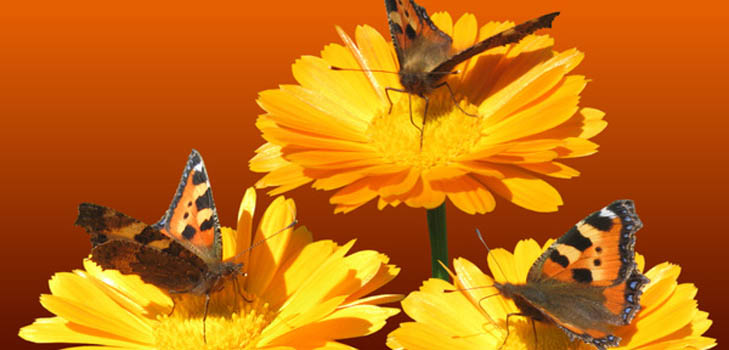 Calendula (lääkekasvit): lääkekasvit, kansanlääketieteellinen käyttö