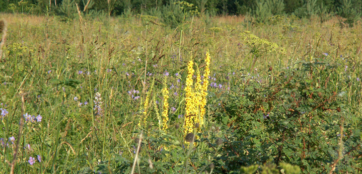 Lääketieteelliset ominaisuudet, Mullein kuva. Perinteisen lääketieteen reseptit