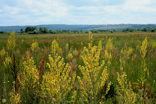Lääketieteelliset ominaisuudet, Mullein kuva. Perinteisen lääketieteen reseptit