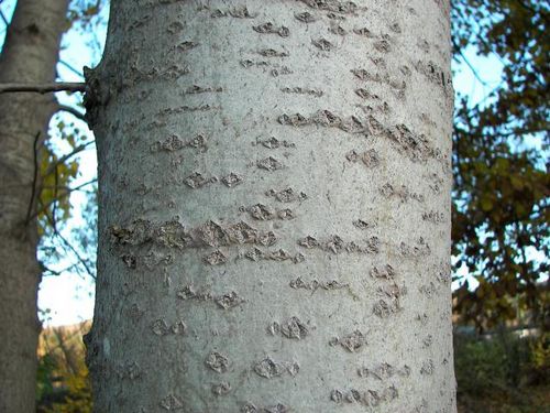 Haavan kuoren parantavat ominaisuudet