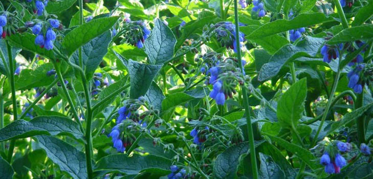 Comfrey officinalis: koiranäytteen levitys ja lääketieteelliset ominaisuudet