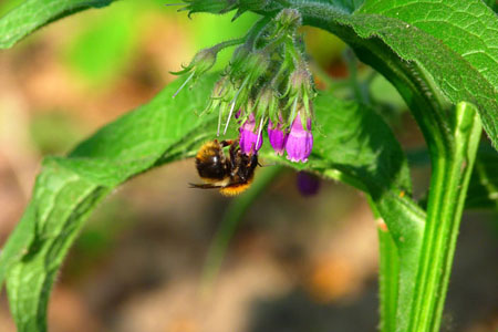Comfrey officinalis: koiranäytteen levitys ja lääketieteelliset ominaisuudet