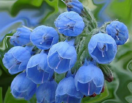 Comfrey officinalis: koiranäytteen levitys ja lääketieteelliset ominaisuudet