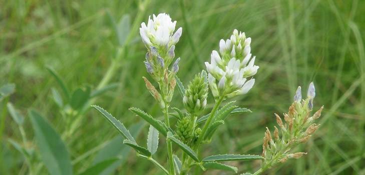 Fenugreek - mitä se on? Hyönteiset ominaisuudet fenugreek (valokuva)