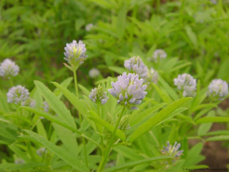 Fenugreek - mitä se on? Hyönteiset ominaisuudet fenugreek (valokuva)
