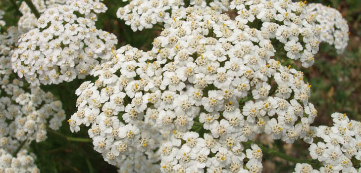Hyönteiset ominaisuudet yarrow ovat kiistaton! Lue ne täältä!