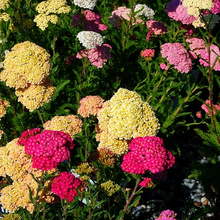 Hyönteiset ominaisuudet yarrow ovat kiistaton! Lue ne täältä!