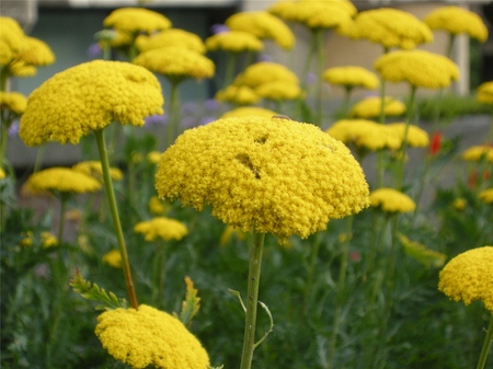 Hyönteiset ominaisuudet yarrow ovat kiistaton! Lue ne täältä!