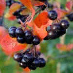 Ominaisuudet Chokeberry Ashberry Ominaisuudet Chokeberry Ashberry
