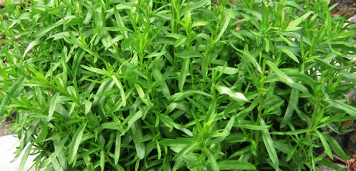 Tarhun (tarragon): sovellus, hyödylliset ominaisuudet, kuva