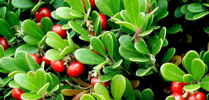 Bearberry: lääketieteelliset ominaisuudet, hakemus, valokuva