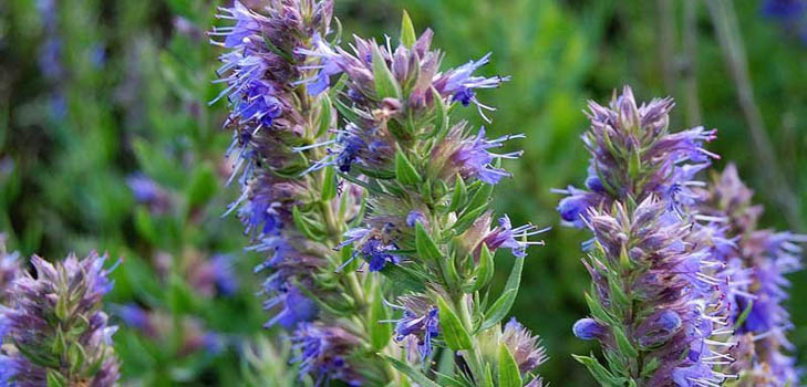 Hyssop herba: lääkkeiden ominaisuudet, lääkeaineiden käyttö