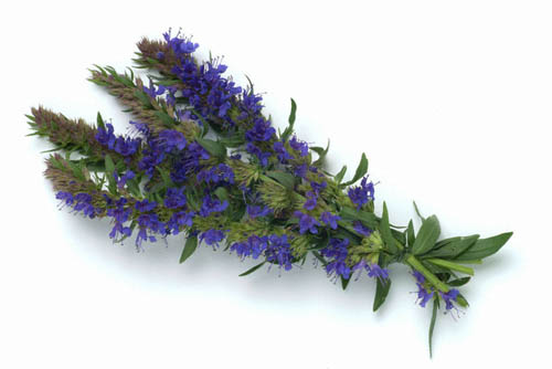 Hyssop herba: lääkkeiden ominaisuudet, lääkeaineiden käyttö