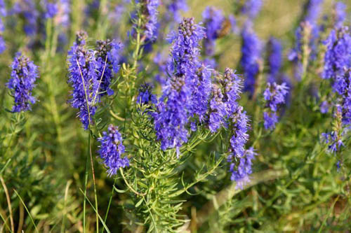 Hyssop herba: lääkkeiden ominaisuudet, lääkeaineiden käyttö